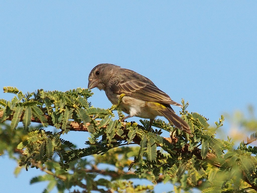 Yellow-rumped Serin - ML640405389