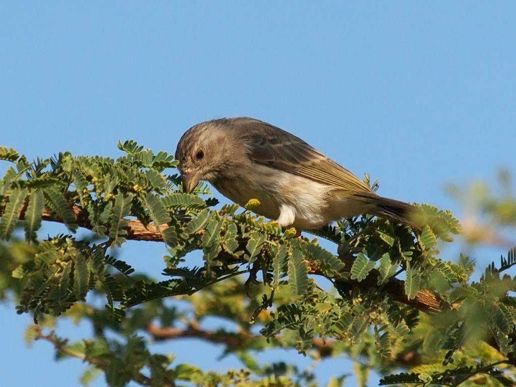 Yellow-rumped Serin - ML640405390