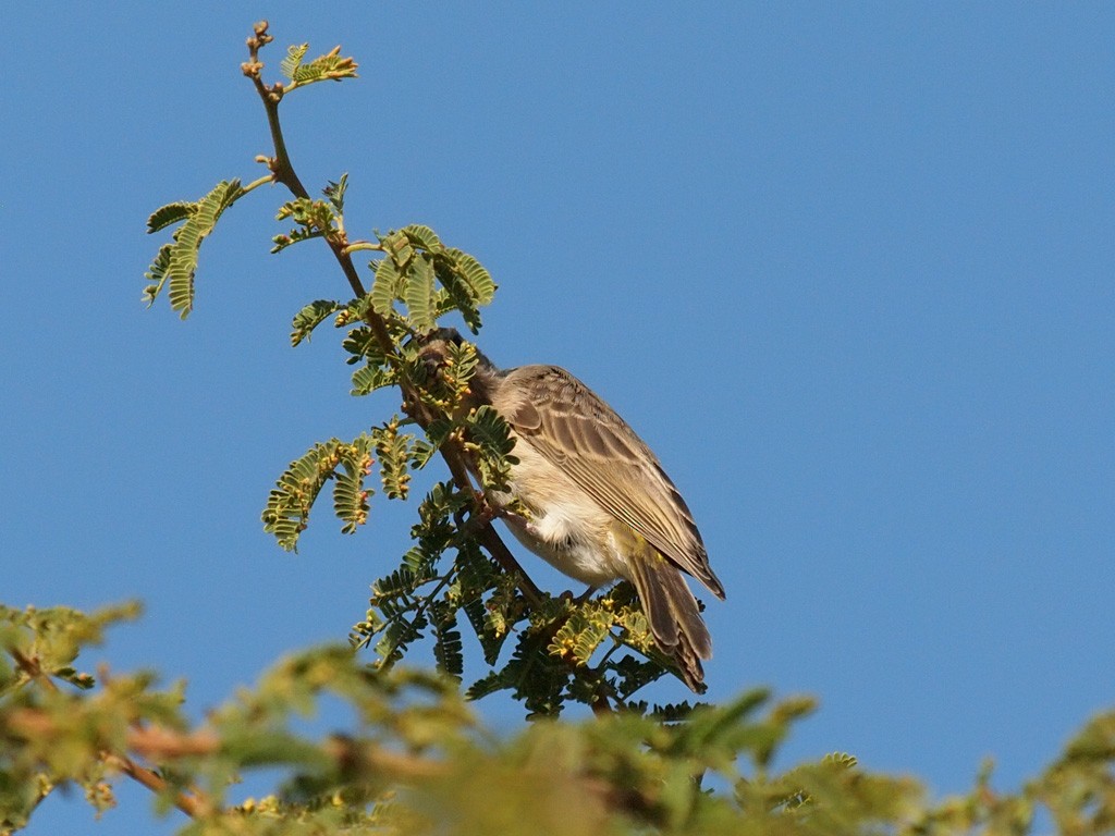 Yellow-rumped Serin - ML640405391
