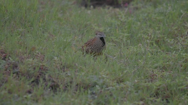 Barred Buttonquail - ML640405401