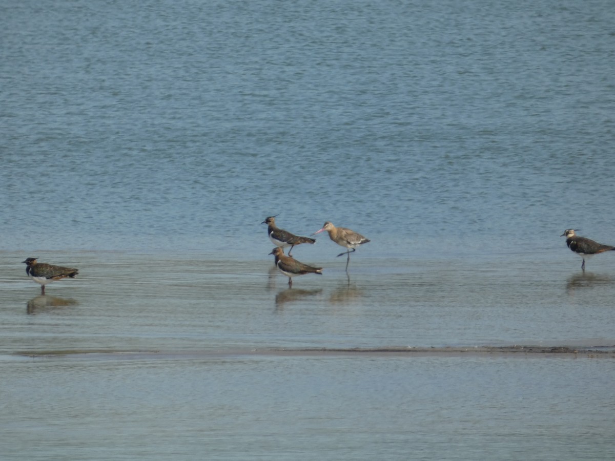 Black-tailed Godwit - ML640405430