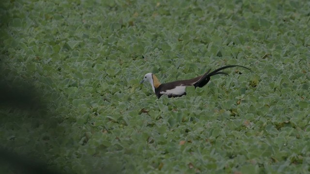 Pheasant-tailed Jacana - ML640405436