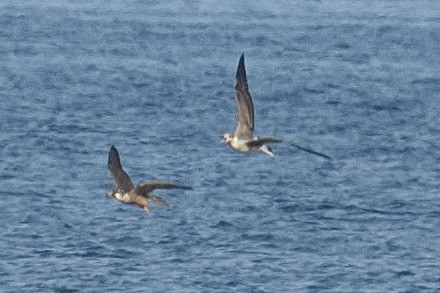 Peregrine Falcon - ML640405449