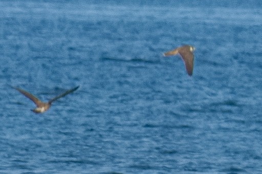 Peregrine Falcon - ML640405450