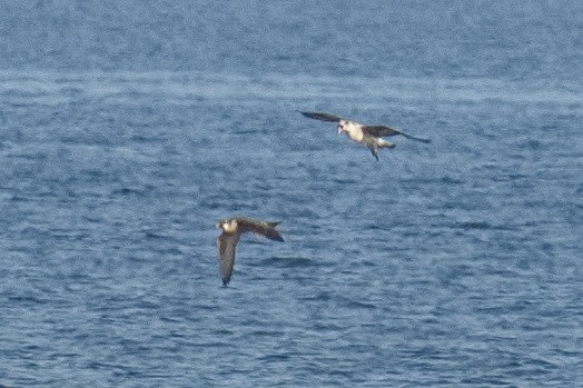Peregrine Falcon - ML640405452