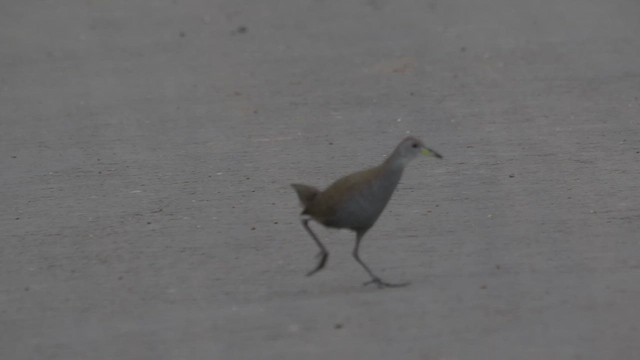 紅腳苦惡鳥 - ML640405467