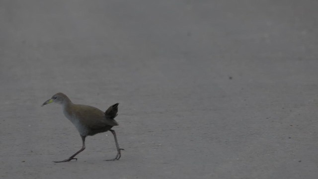 紅腳苦惡鳥 - ML640405468