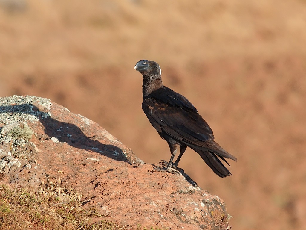 Corbeau corbivau - ML640405479