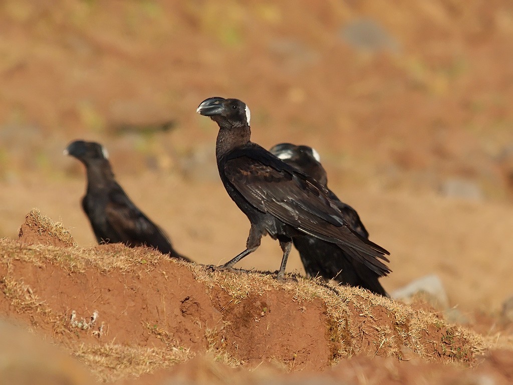Corbeau corbivau - ML640405480