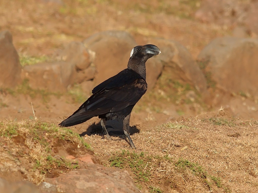 Corbeau corbivau - ML640405481
