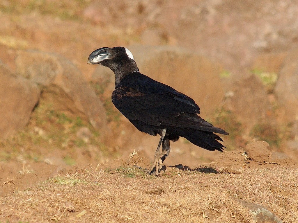 Corbeau corbivau - ML640405484