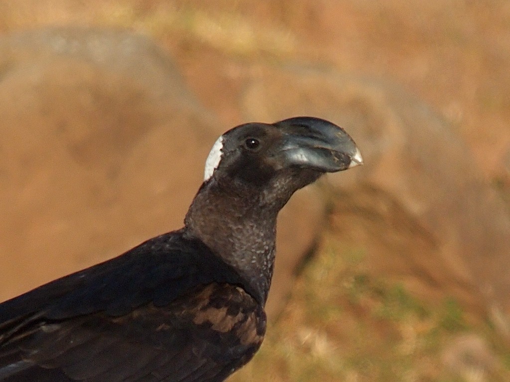 Corbeau corbivau - ML640405485