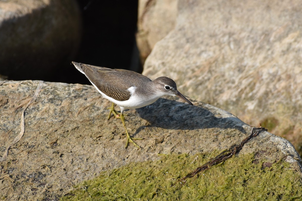 Spotted Sandpiper - ML640405539