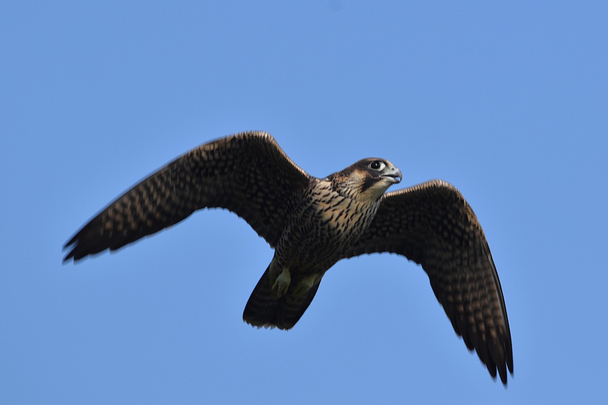 Peregrine Falcon - ML640405560