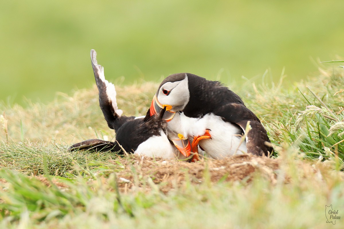 Atlantic Puffin - ML640405586