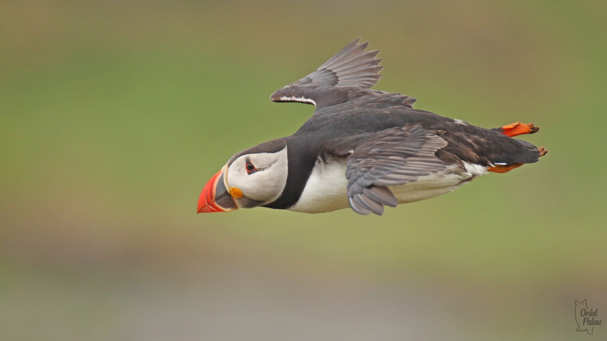 Atlantic Puffin - ML640405587