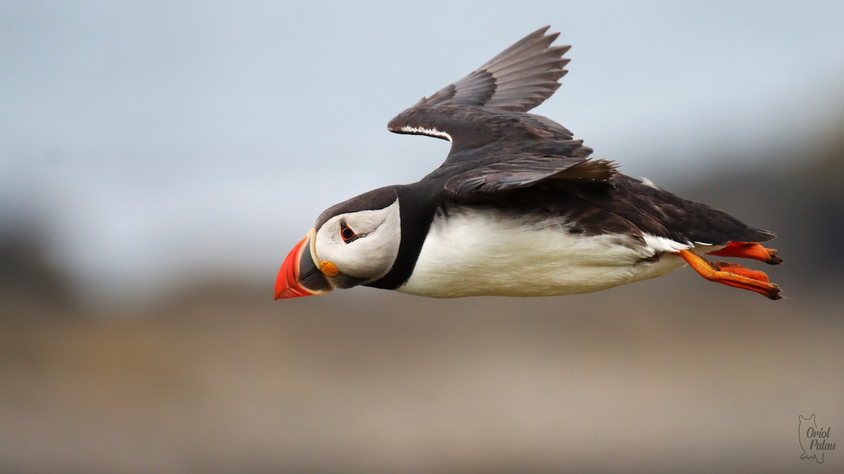 Atlantic Puffin - ML640405590