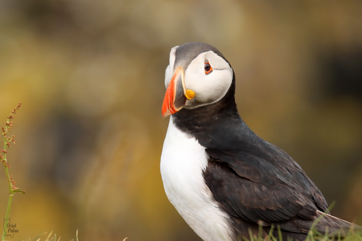 Atlantic Puffin - ML640405592