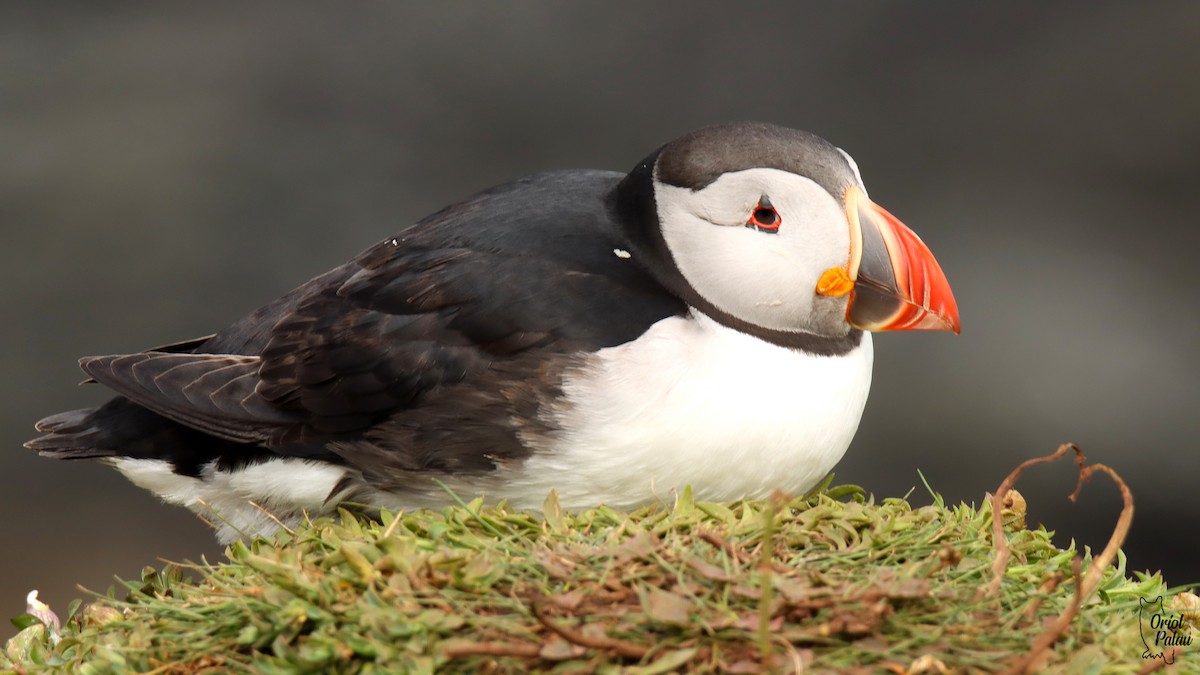 Atlantic Puffin - ML640405595