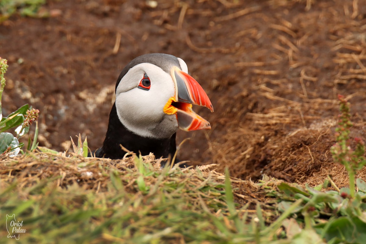 Atlantic Puffin - ML640405596