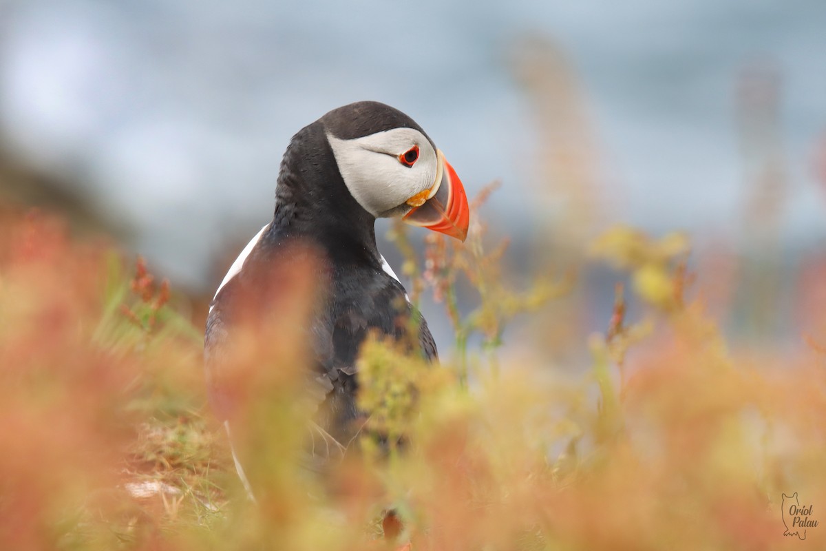 Atlantic Puffin - ML640405597