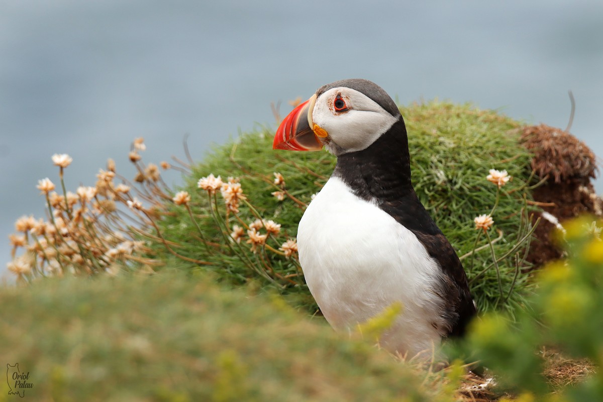 Atlantic Puffin - ML640405598