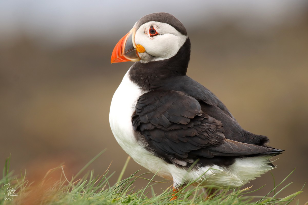 Atlantic Puffin - ML640405600
