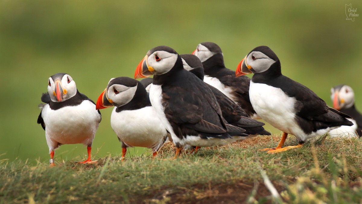 Atlantic Puffin - ML640405601