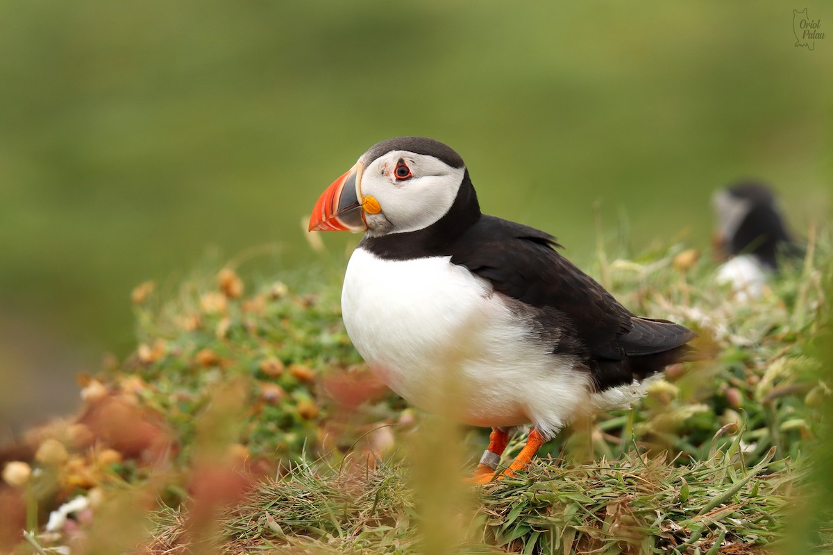Atlantic Puffin - ML640405603