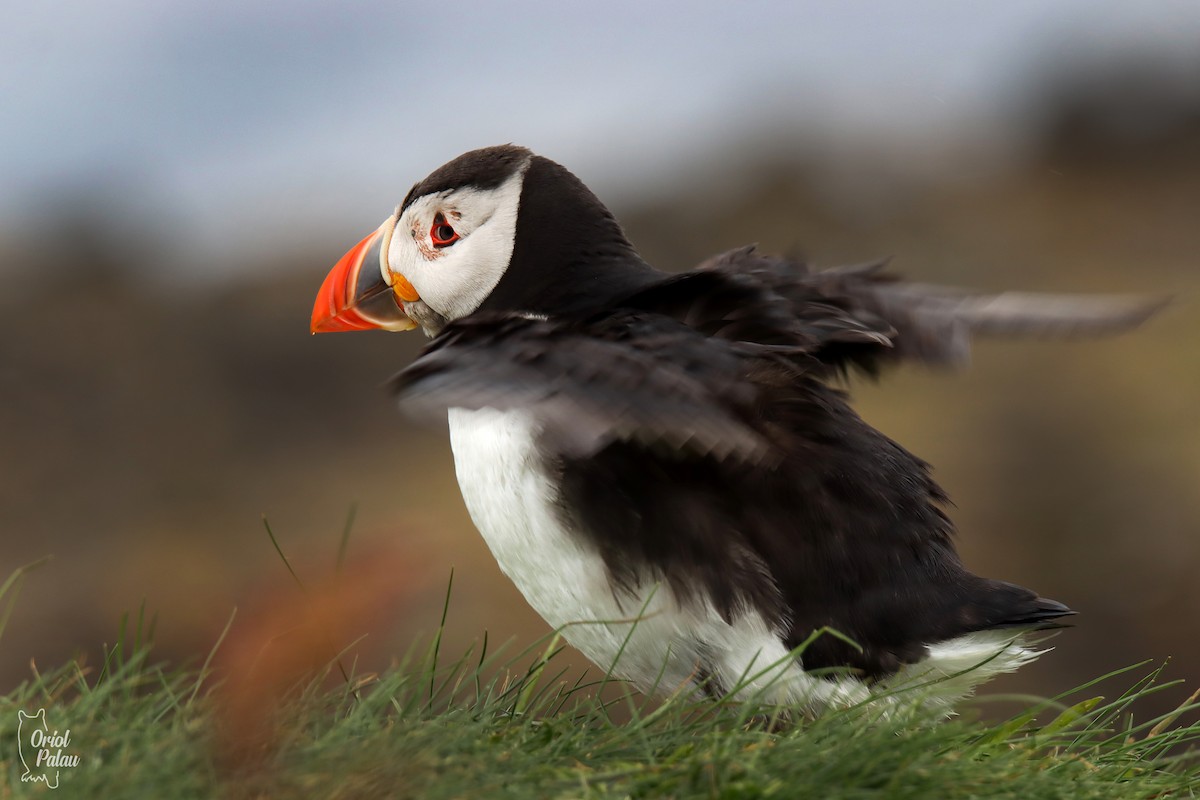 Atlantic Puffin - ML640405604