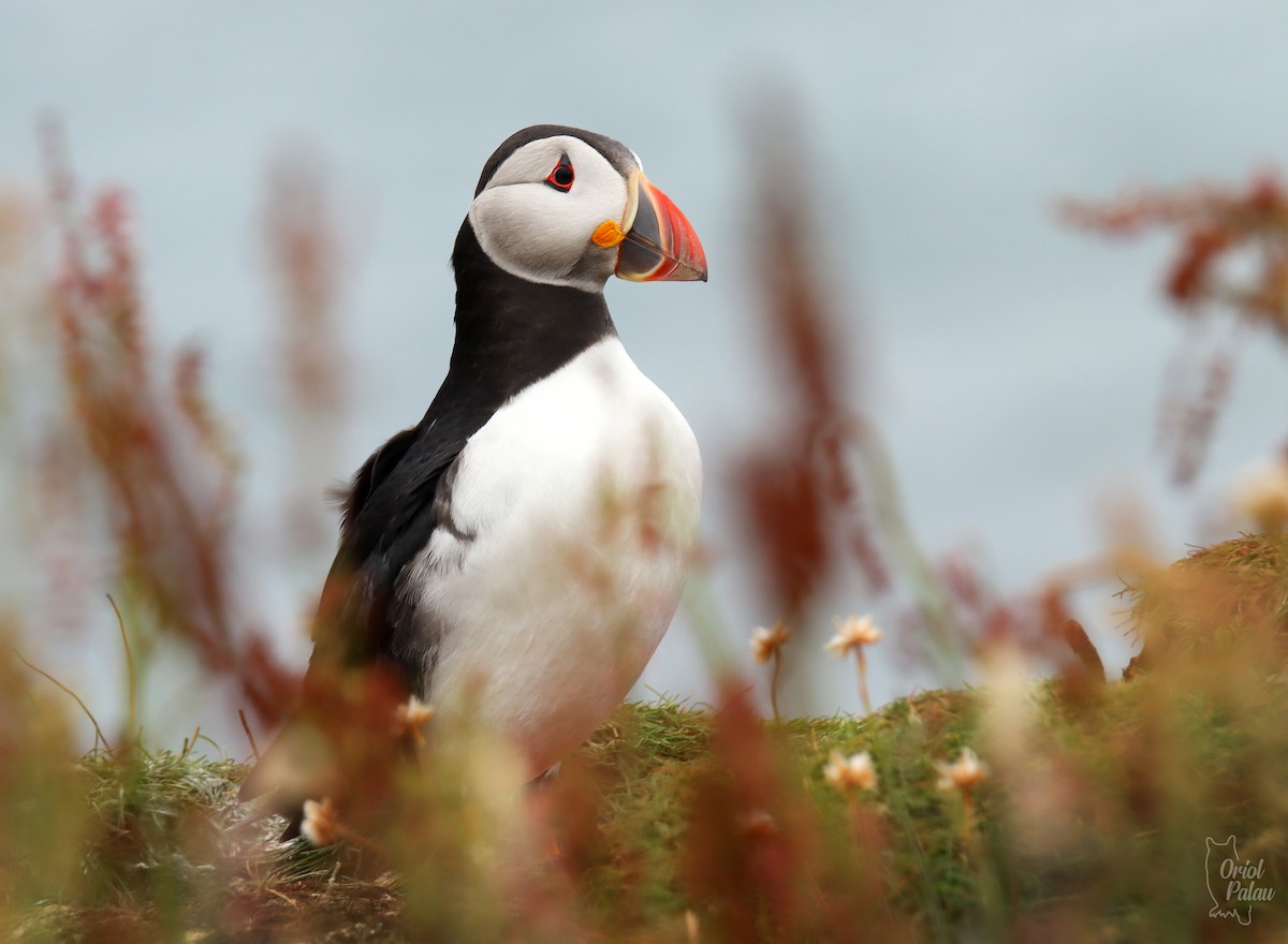 Atlantic Puffin - ML640405605