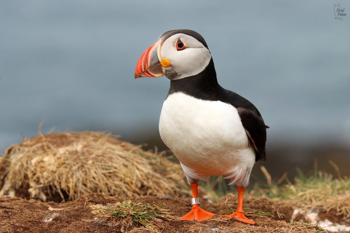 Atlantic Puffin - ML640405607