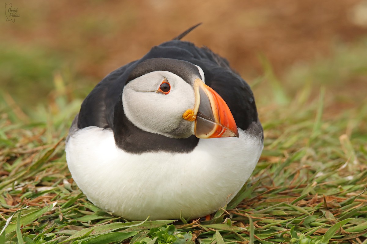 Atlantic Puffin - ML640405608