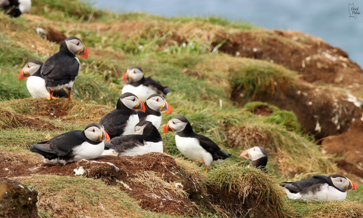 Atlantic Puffin - ML640405609