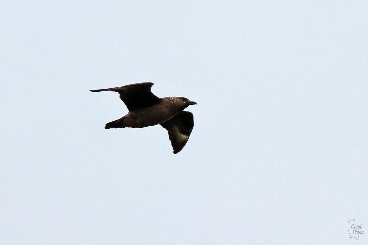 Great Skua - ML640405624