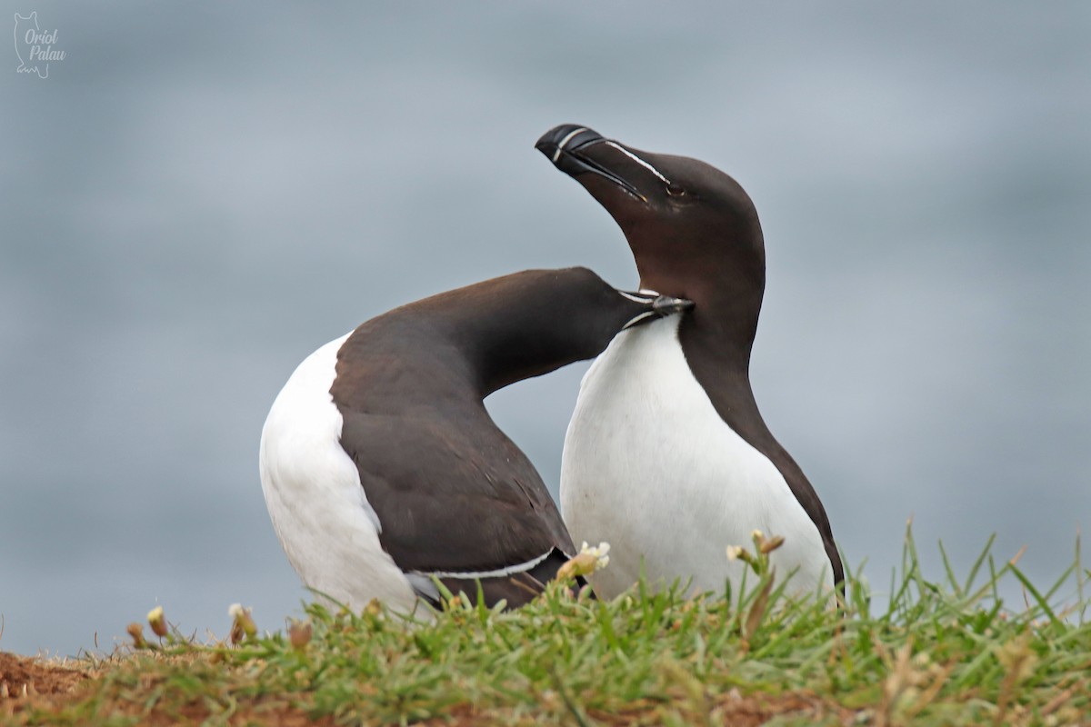 Razorbill - ML640405626