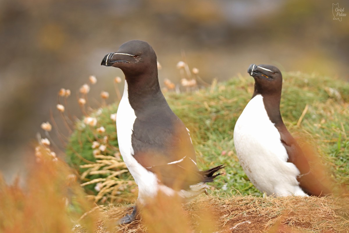 Razorbill - ML640405630