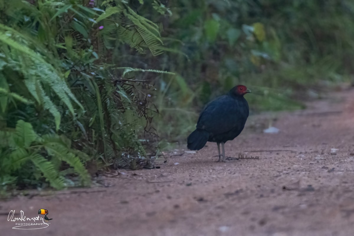 Malayan Crestless Fireback - ML640405633