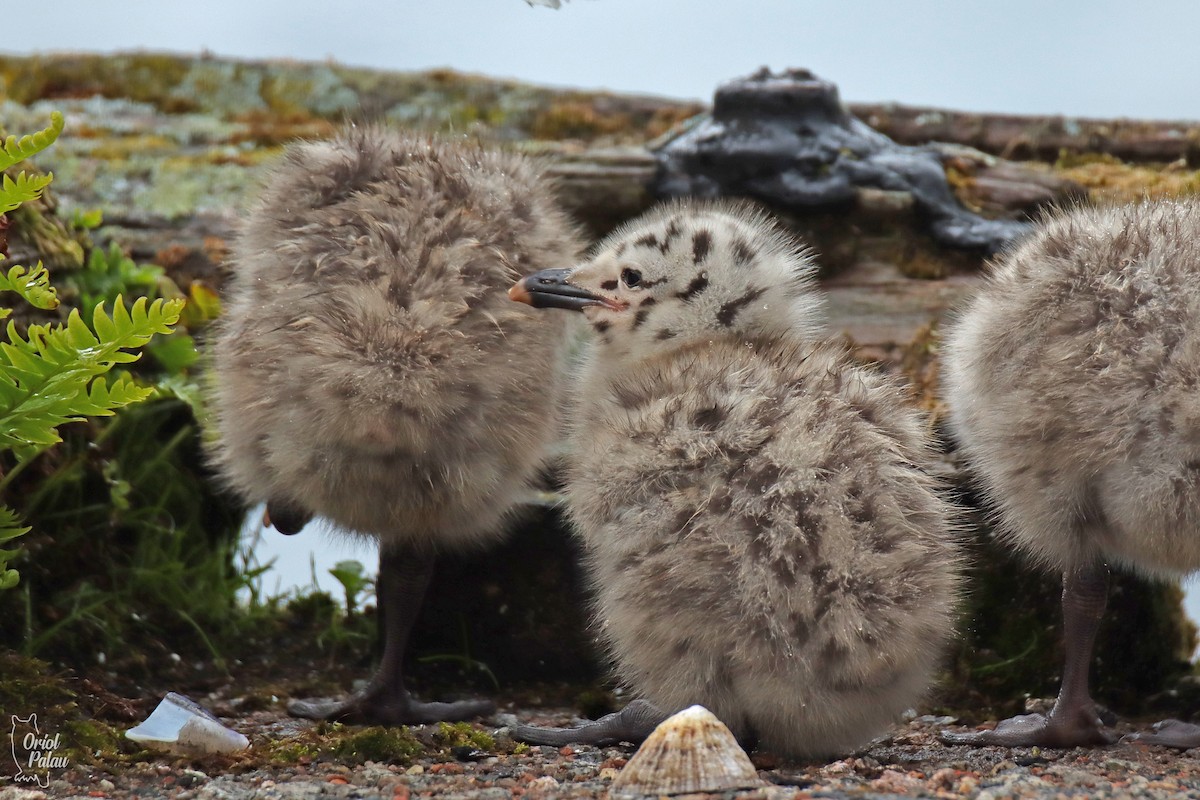 European Herring Gull - ML640405638