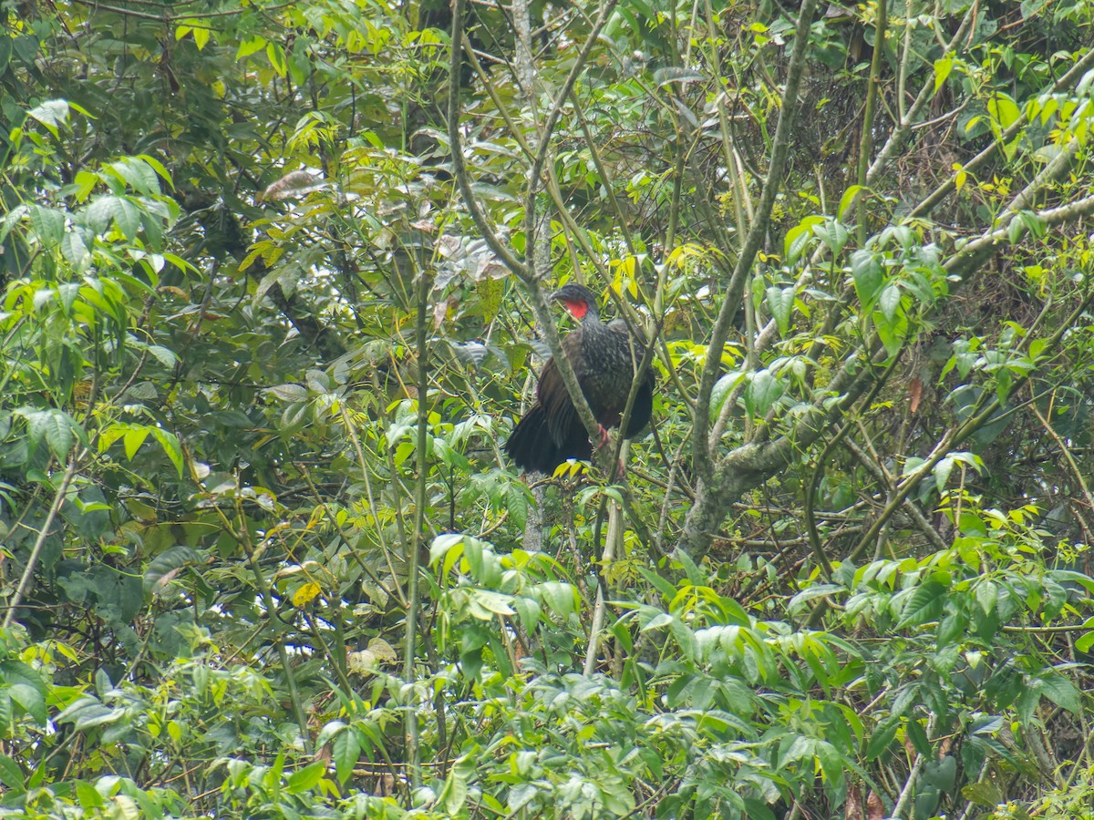 Cauca Guan - ML640405648