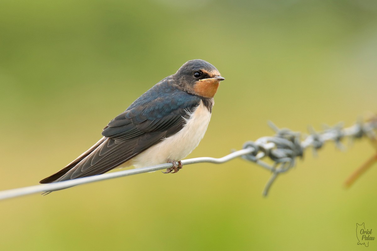 Barn Swallow - ML640405668