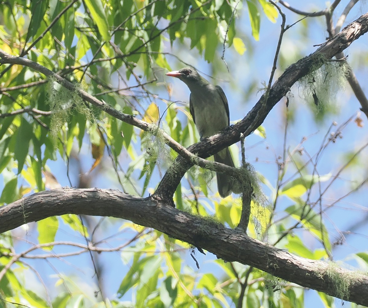 Timor Oriole - ML640405741