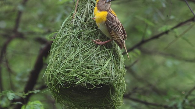 Baya Weaver - ML640405751