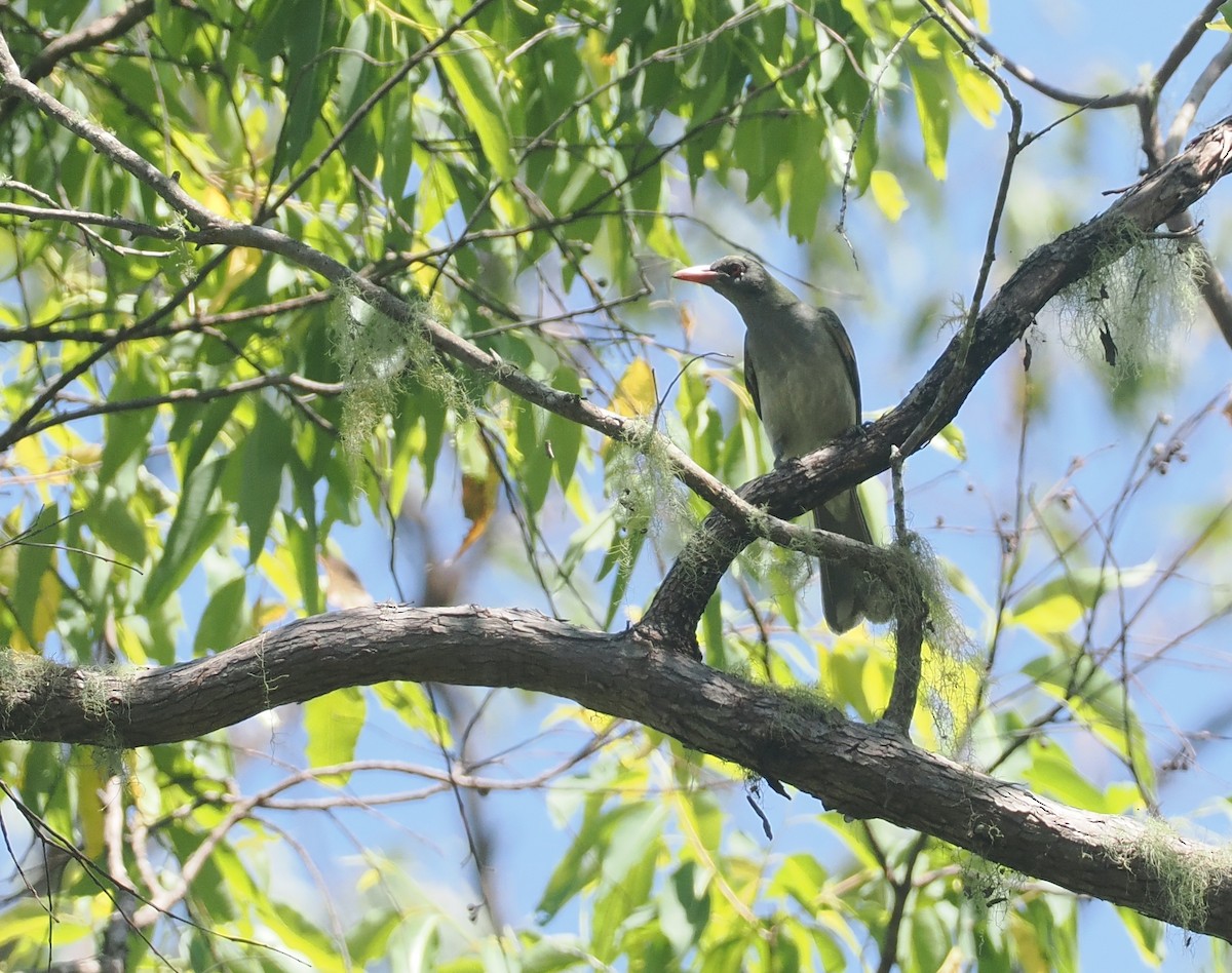 Timor Oriole - ML640405752