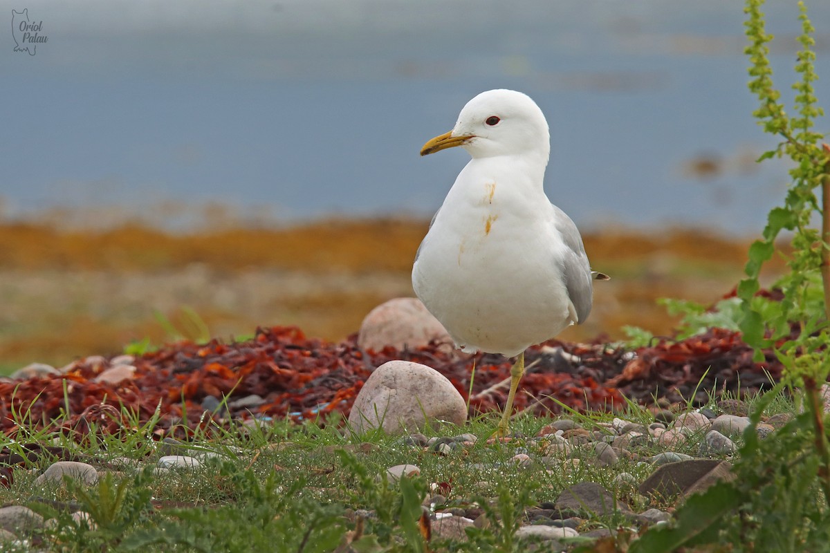 Common Gull - ML640405780