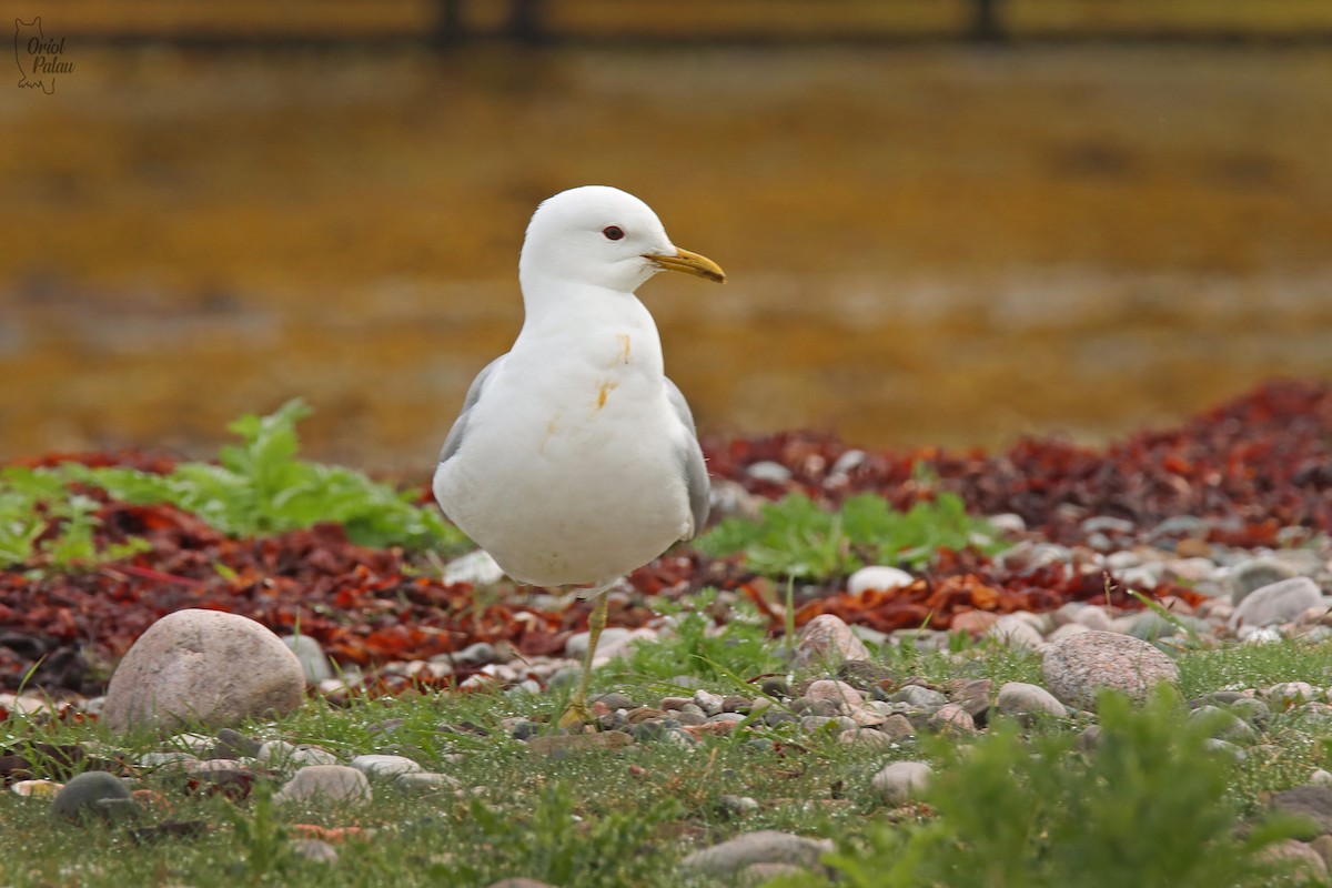 Common Gull - ML640405781