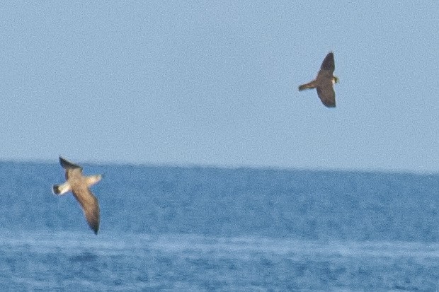 Peregrine Falcon - ML640405870