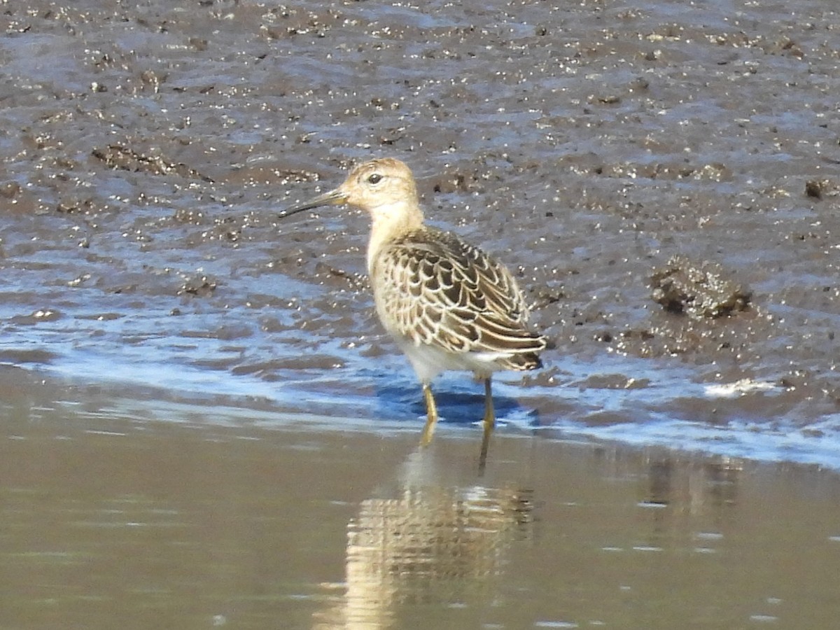 Ruff - ML640405872