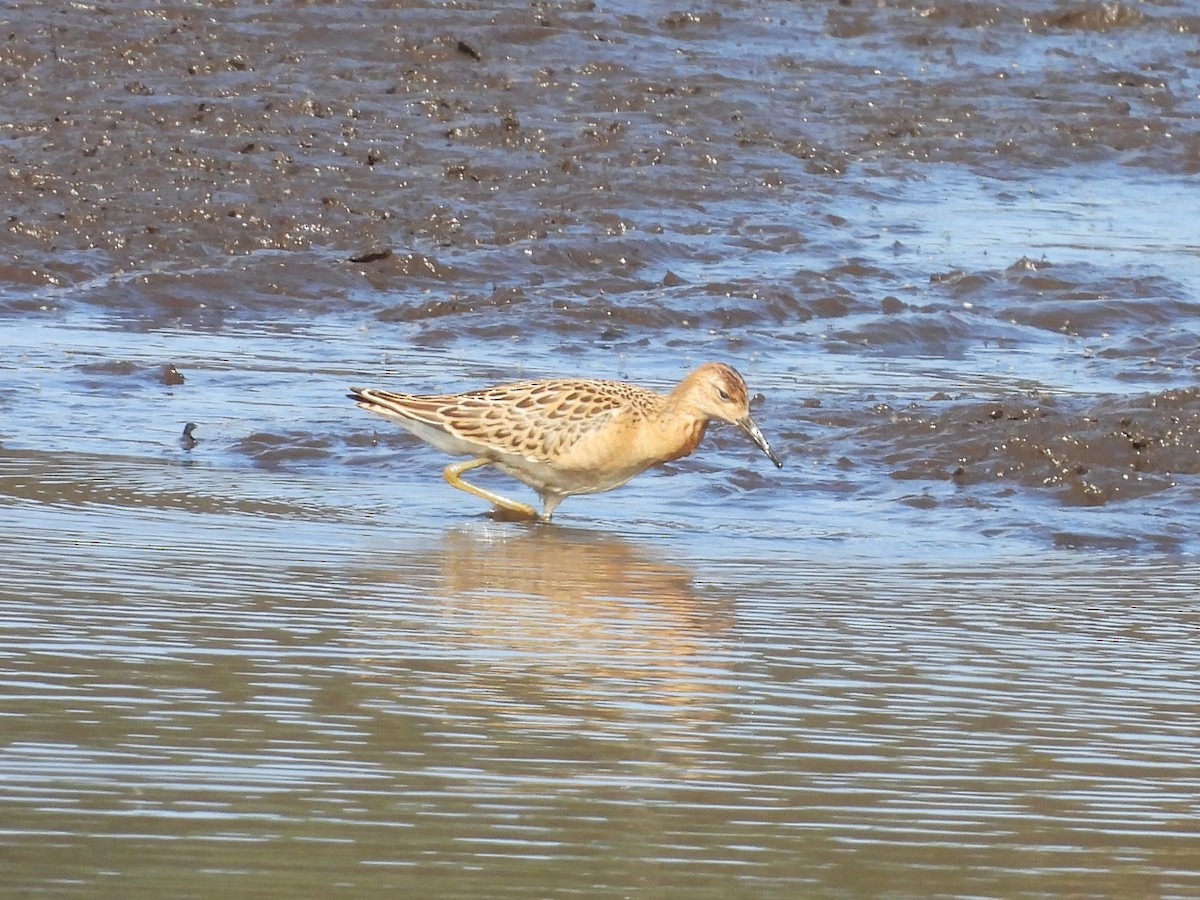 Ruff - ML640405873