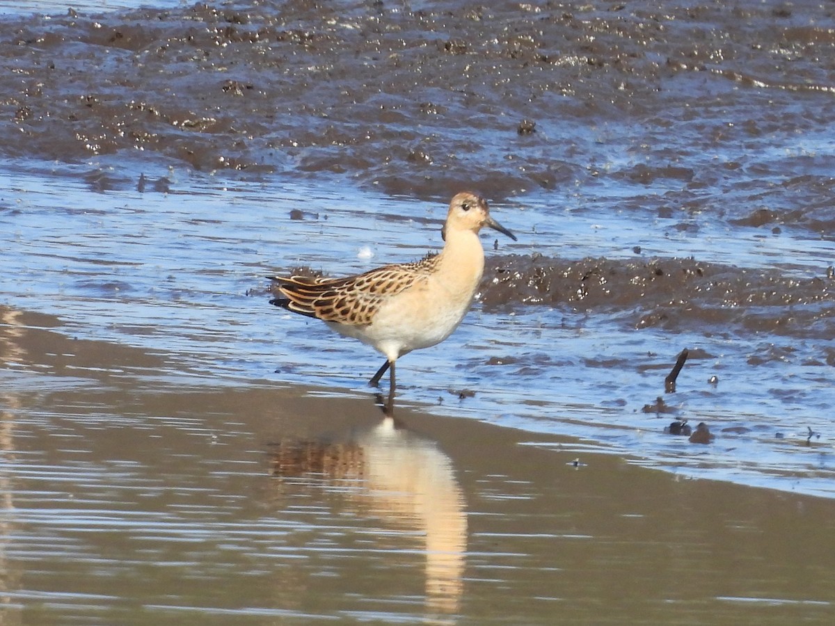 Ruff - ML640405874